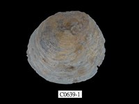 藏品(雲母蛤)的圖片